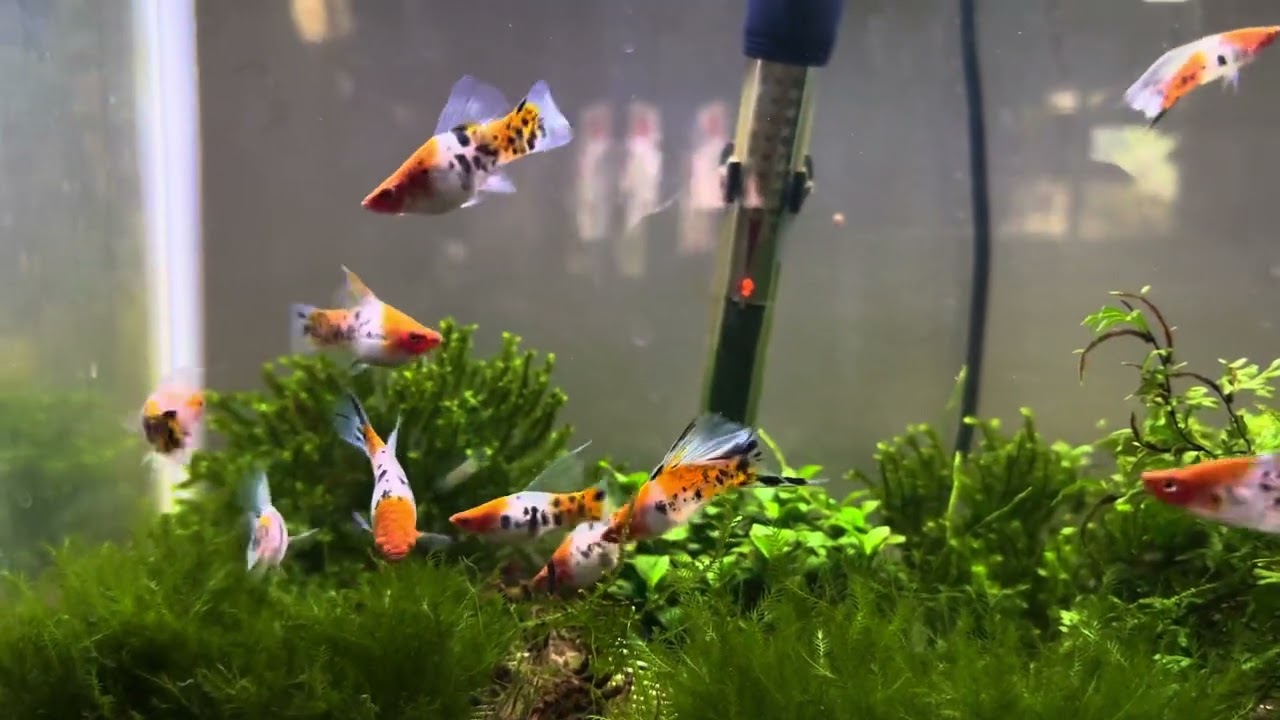 Hifin Koi Sanke Swordtails