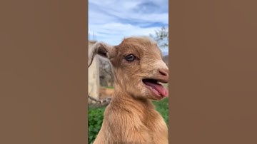 Thumbnail of Baby goats 🐐 sound 💓❤️ #goat #animals #sound #viralvideo #viralshorts #viralshort
