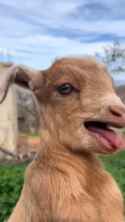 Baby goats 🐐 sound 💓❤️ #goat #animals #sound #viralvideo #viralshorts #viralshort