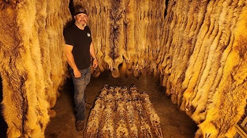 20 CATCH VIDEO! 18 Coyotes, 2 Bobcats, Season 5 (2of2) | S7 Ep4