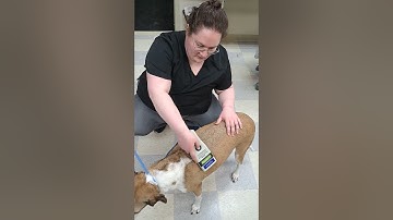 Penn Foster Externship 1 Skill 24 Microchip Scan