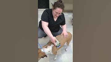 Penn Foster Externship 1 Skill 24 Microchip Scan