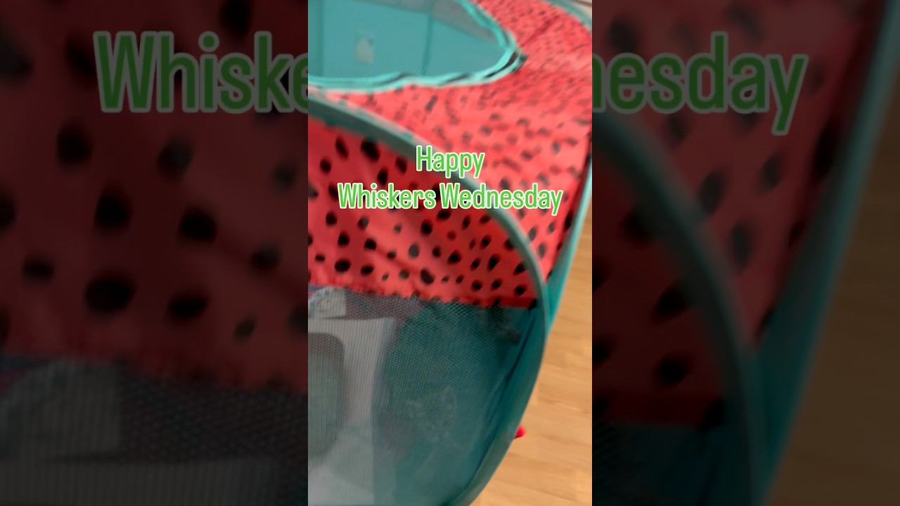 Whisker Wednesday 