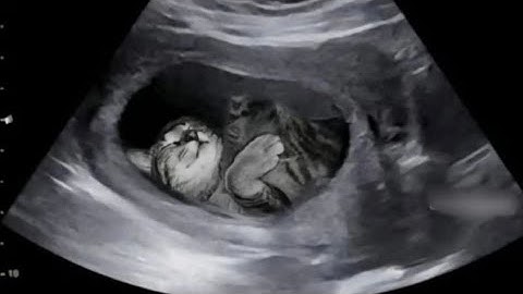 MATHEMATICS IN THE MODERN WORLD PERFORMANCE TASK VIDEO‼️