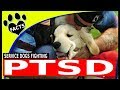 Service Dogs: PTSD Service Dogs Top Service Dog Breeds for People with PTSD - Animal Facts