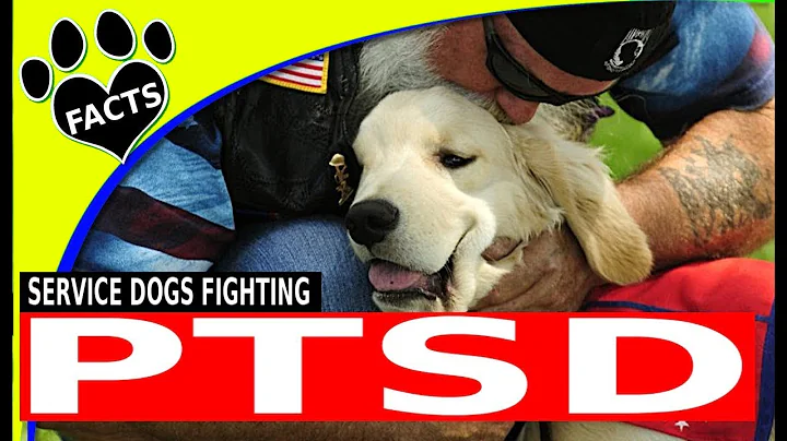 Top 5 Service Dog Breeds for People with PTSD - Dogs 101 - DayDayNews