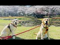 2026年春キャン② ラブラドールきなこ９歳４か月サブレ４歳８か月