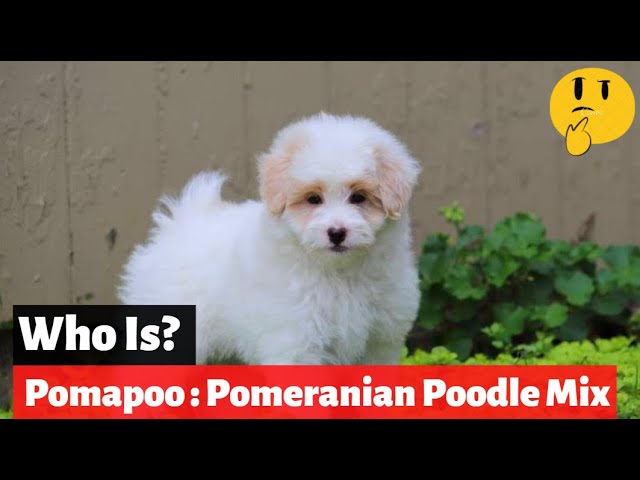 spiselige katolsk arbejde Pomapoo | A Complete Guide To The Pomeranian Poodle Mix - YouTube
