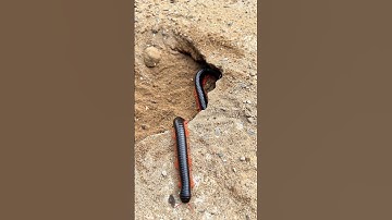 You won’t believe what made this monkey JUMP and run! #shortvideo #millipede #monkey