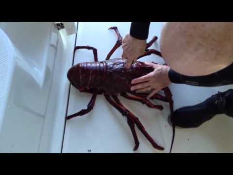 12.5 lb bug
