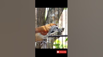 tepus pipi perak gacor #tepus #tepuspipiperak #birds #burung #suaraburung #kicaumania #2022