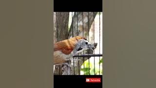 tepus pipi perak gacor #tepus #tepuspipiperak #birds #burung #suaraburung #kicaumania #2022