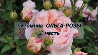 : Vlog-238. 2-:     -      