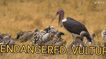 ENDANGERED  VULTURE@ DRSKSINGH CHANNEL JAI SHREERAM