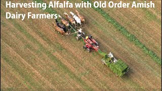 Harvesting ALFALFA- the DAIRYMAN's Number ONE Crop-with the OLD ORDER AMISH in Lancaster County, PA