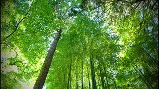 Chapter 8 Forest Woodlands
