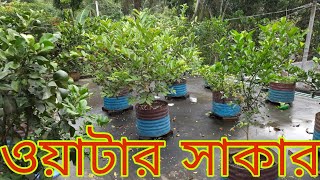 মাল্টা গাছের ওয়াটার সাকার | কমলা গাছের ওয়াটার সাকার | বেদেনা , পেয়ারা ও লেবু গাছের ওয়াটার সাকার