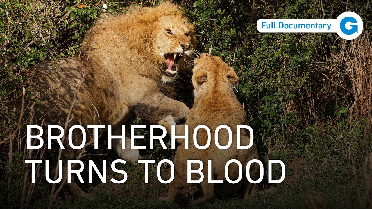 Documentary backdrop image for Pride and Power: Five Lion Brothers Surviving the Masai Mara (2025)