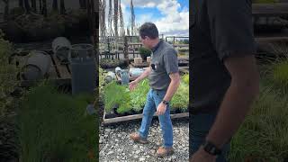 Inventory Consolidation: Maximizing Truck Space with Multi-Variety Shrub and Grass Orders