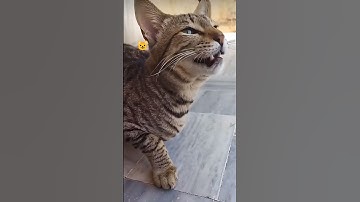 viral video cat 😺  reaction 😂😂#cat #viral #funny #shorts #youtubeshorts
