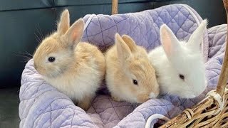 Essential information about rabbits | The most cute rabbits #rabbit