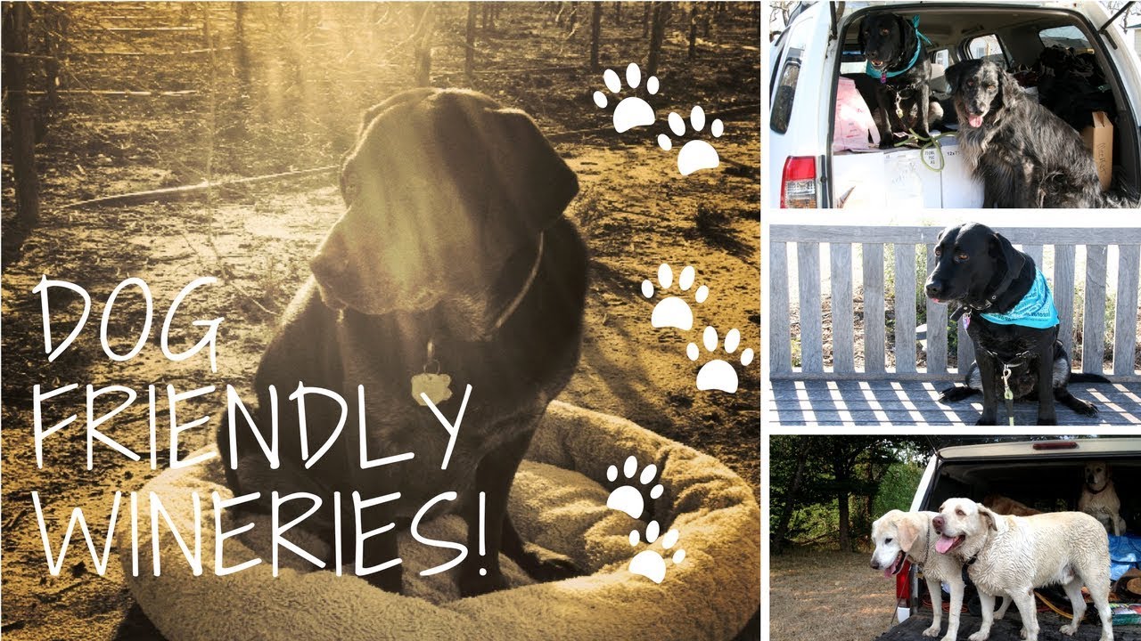 Dog Friendly Wineries! YouTube