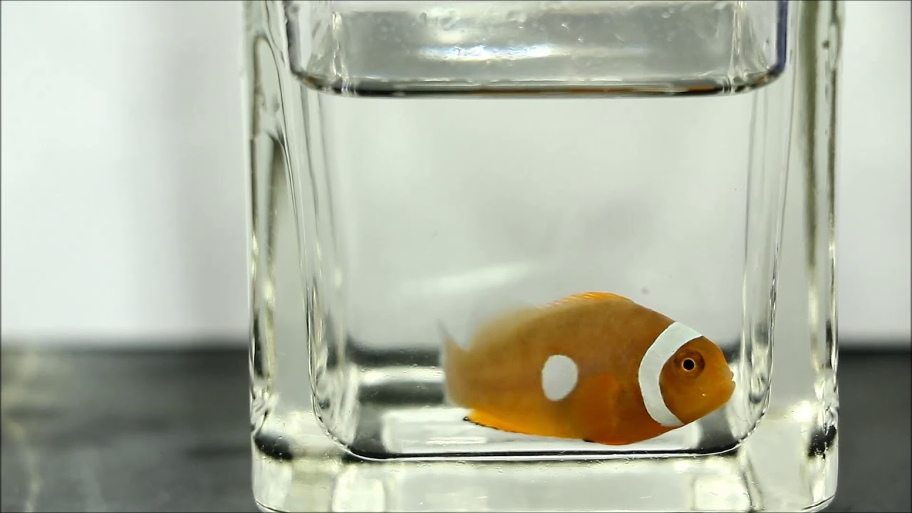 camera iphone 8 plus apk 人工日本旗小丑SunFlag Caramel Ocellaris Clownfish(Captive-Bred)use2K