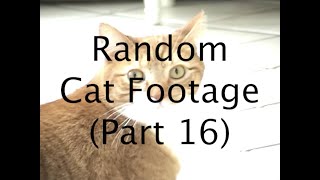 Random Cat Footage (Part 16)
