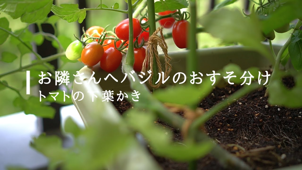 おとなりさんへバジルのおすそわけとミニトマトの下葉かき Youtube