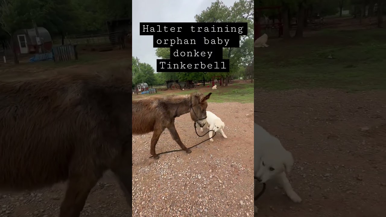 Puppy training and baby donkey training. 