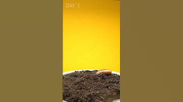 Oak Tree From Acorn Time Lapse(39 Days Time Lapse)#shorts