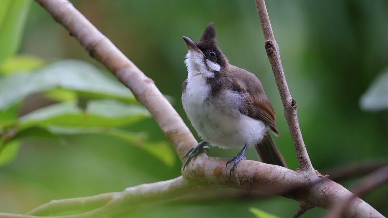 #bulbul #Pycnonotidae 