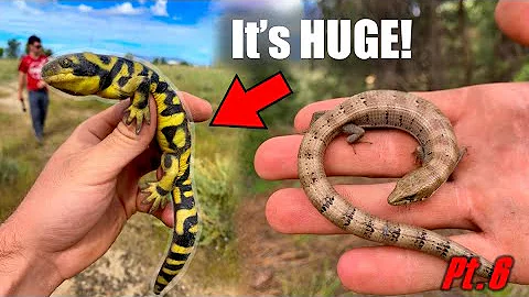 Finding GIANT Invasive Salamander, Rare Frogs, and Disaster!