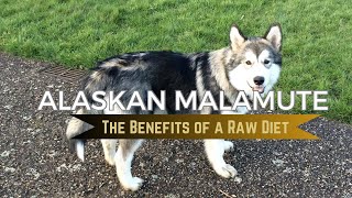 RAW DIET - The Benefits of feeding your Alaskan Malamute a RAW DIET.