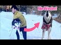 Mein Husky im Schneechaos – sie meckert total!