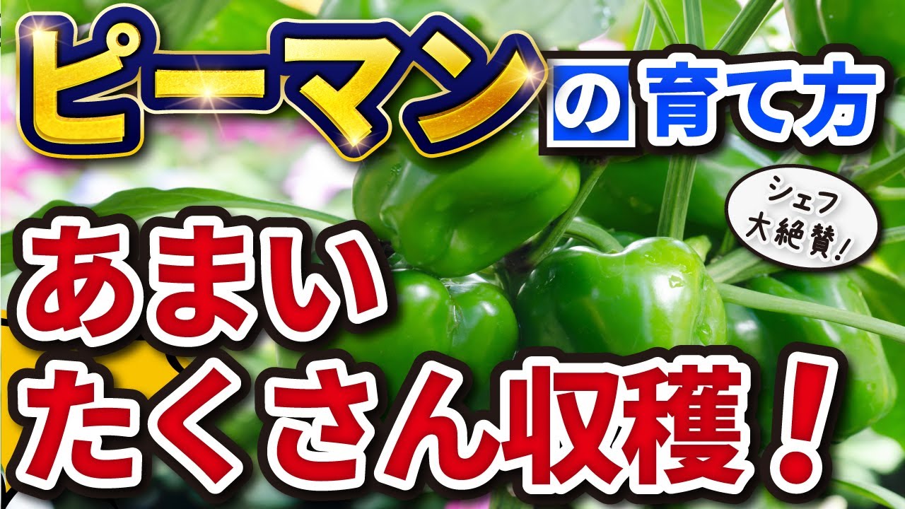 4 ピーマンの育て方 たくさん 大きい あま い シェフもオススメの野菜 家庭菜園 Youtube