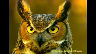 FeatherFlix Bird Video of the Week: Great Horned Owl screenshot 4