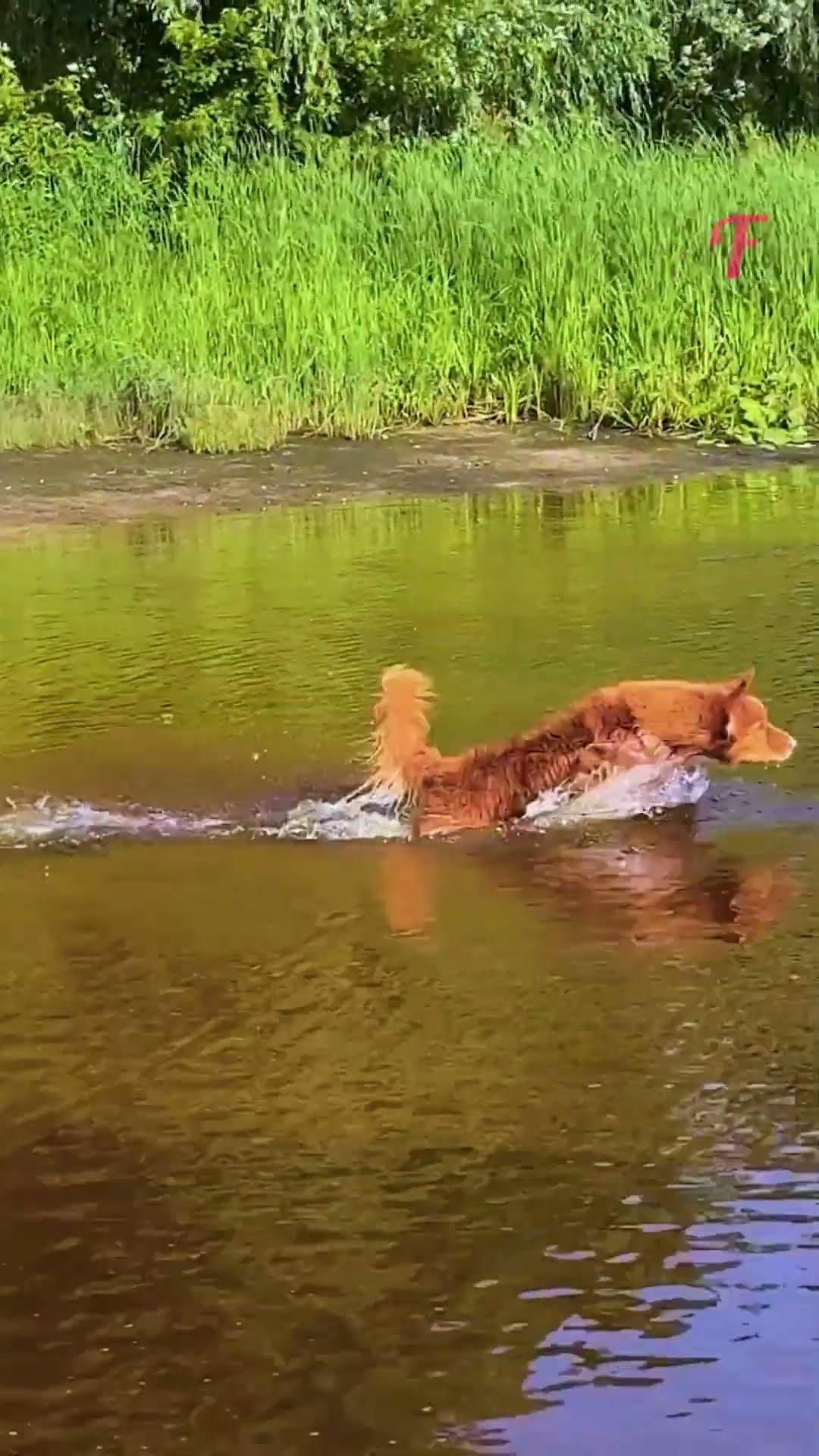 Hero Dog Steps In When Girl’s Ball Ends Up in the Water #shorts