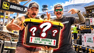 Unboxing VENOMOUS SNAKES from the Airport! 😱🛩️
