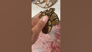 نشونه های اولیه پوست اندازی 🐍 #مار #ballpython #treepython #ballpythonsnake #پایتون #reptile