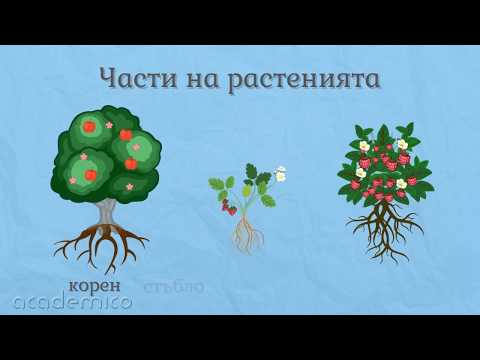 Видео: Защо растенията 