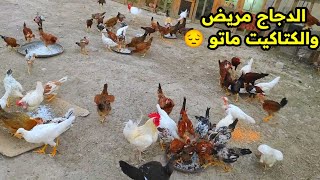 مرض التنفسية اصاب الدجاج وماتو 2 + بگوع (الكلب) شرد وضاع 😭