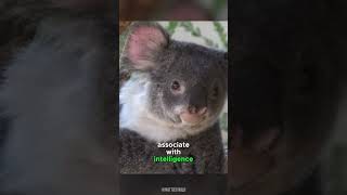 Koala: Cutest And Most Adorably Clumsy Animal