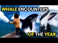 Top 30 wild whale encounters  best of the year