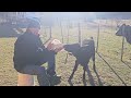 Second chance for rescue calf