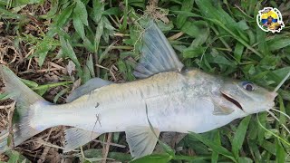 QUE GRAN SUBIENDA DE NICUROS GRANDES por este rio de nuestros llanos orientales