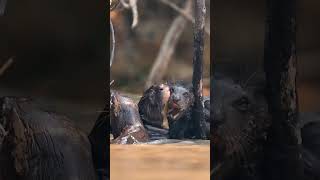 Filming giant river otters in Brazil’s Pantanal #shorts #giantotter #wildlife #wildlifephotography