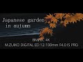 Japanese garden in autumn｜BMPCC 4K｜M.ZUIKO DIGITAL ED 12-100mm F4.0 IS PRO｜中島公園 日本庭園
