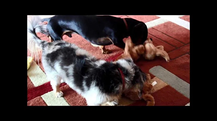 Stevie Ray vs. Squeaky Toy