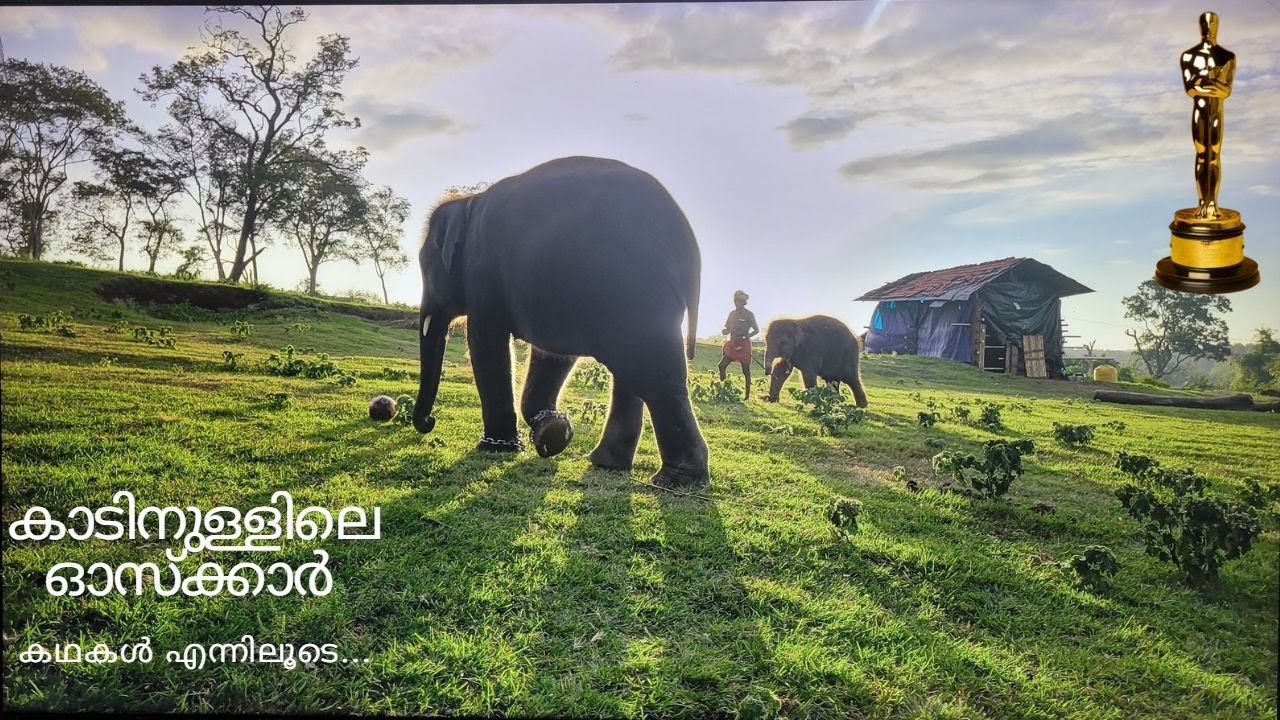 കാടിനുള്ളിലെ ഓസ്കാർ | kadinullile oscar